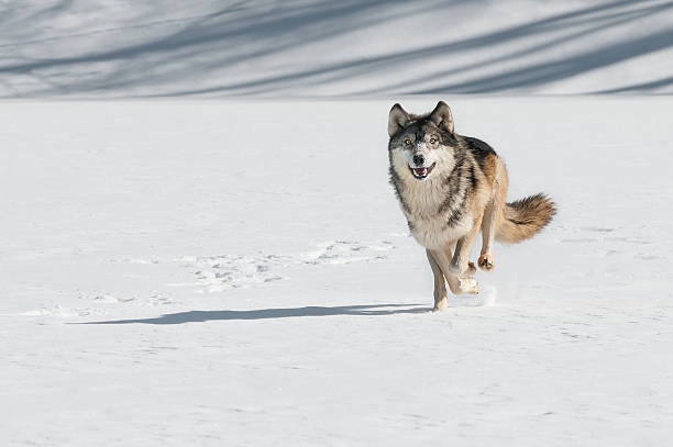 Grey Wolf (Canis lupus) Comes Running stock photo