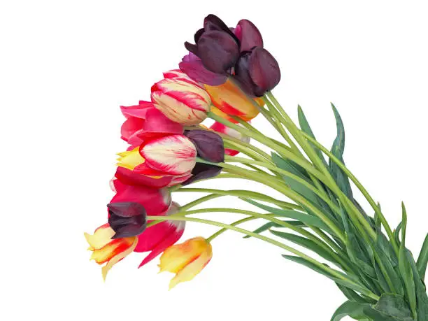 Colorful spring tulip flowers isolated on white, floral card