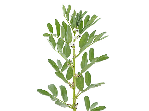 Broad bean vegetable plant with flowers and pods isolated on white, Vicia faba
