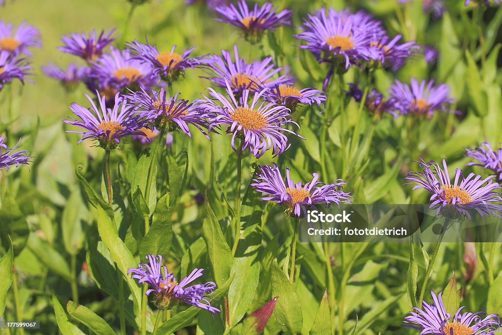 Éclosion d'une fleur de Marguerite Michaelmas européenne - Photo de Arbre en fleurs libre de droits