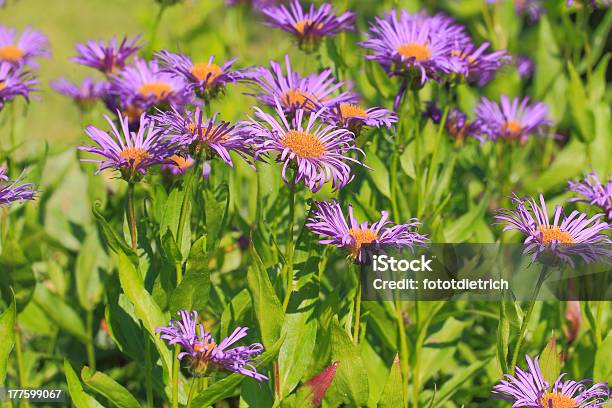 Photo libre de droit de Éclosion Dune Fleur De Marguerite Michaelmas Européenne banque d'images et plus d'images libres de droit de Arbre en fleurs