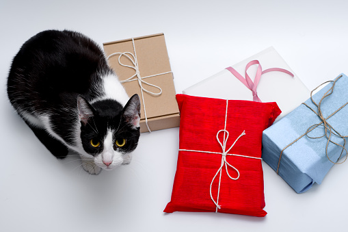Colorful Christmas gifts wrapped and a black and white cat next to them