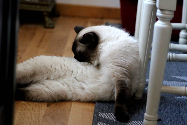 istock A British shorthaired cat cleaning it self 1775992946