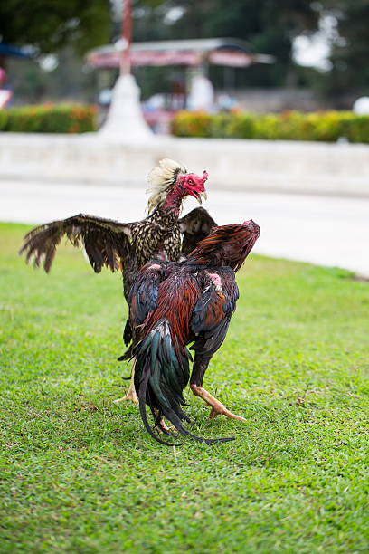 fighting cock fighting cock on green grass, animal fight in asia delaware rooster stock pictures, royalty-free photos & images