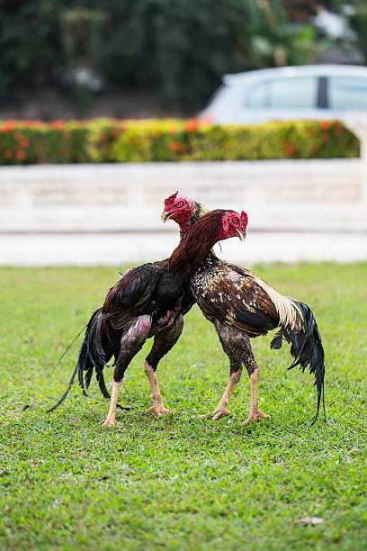 fighting cock fighting cock on green grass, animal fight in asia delaware rooster stock pictures, royalty-free photos & images