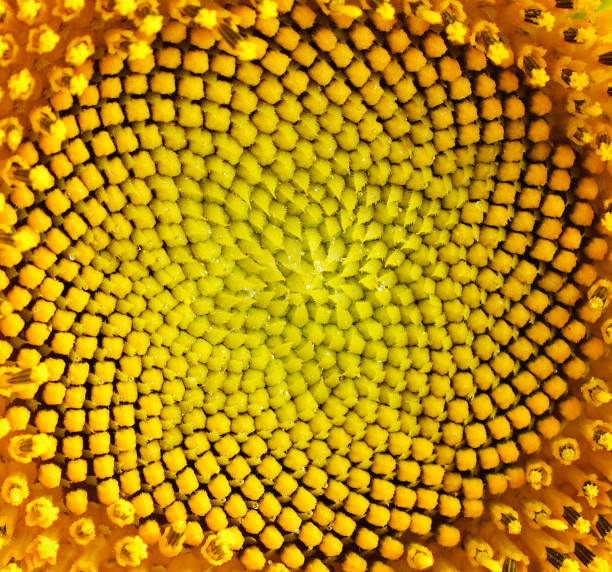 istock Sunflower detail 177599576