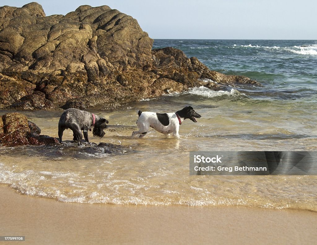 Chiens sur la plage - Photo de Amérique latine libre de droits