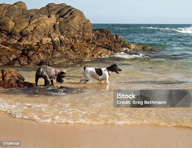 Photo libre de droit de Chiens Sur La Plage banque d'images et plus d'images libres de droit de Amérique latine - Amérique latine, Animaux de compagnie, Bleu