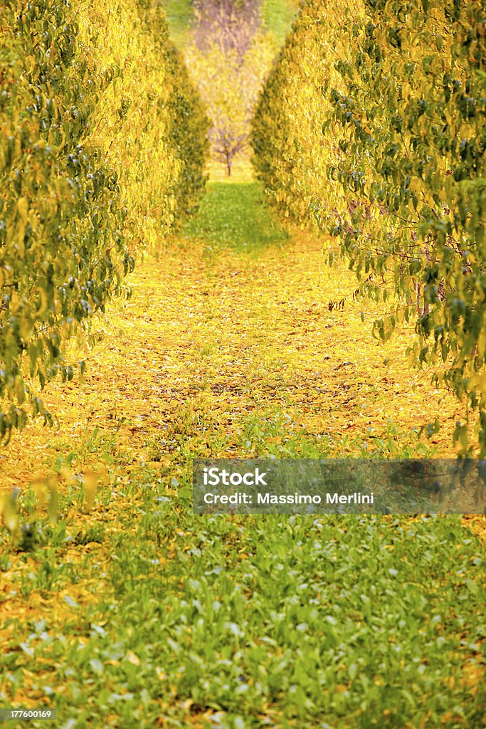 Orchard en automne, ou Monet peinture ? - Photo de Agriculture libre de droits