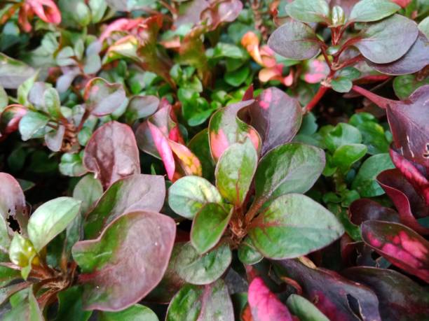 istock Fress plant with green mixed red leaves 1776002171