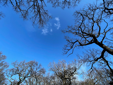Bare trees in Epping Forest silhouetted against a blue sky