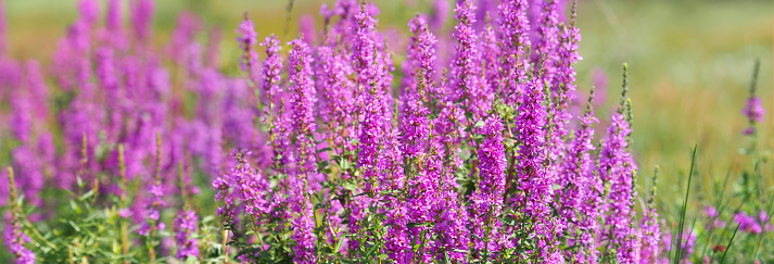 Purple loosestrife flowers on a meadow in summer, panoramic view, floral card