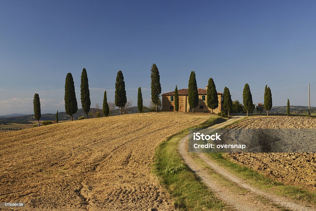 Tuscany - Photo de Cyprès libre de droits