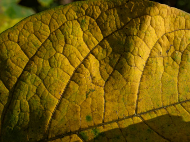 istock Texture of a yellow autumn leaf. 1776010561