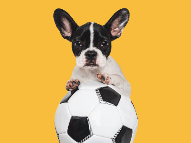 Lovable puppy and soccer ball. Isolated background. Close-up, indoors. Studio shot. Concept of care, education, obedience training and raising pet
