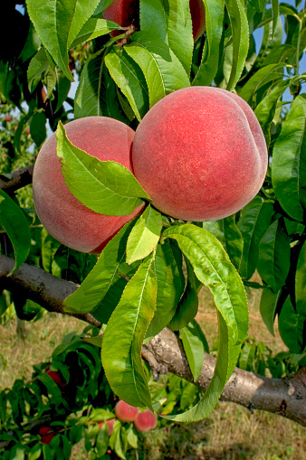 Peaches on the tree, low angle view, against a blue sky. Summertime.