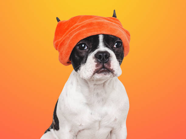 istock Cute puppy and a red knitted hat 1776016202