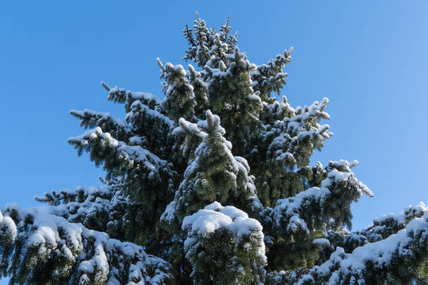 istock Spruce branches Picea omorika Picea omorika or Serbian spruce under white fluffy snow against blue sky. Selective focus. Winter fairy tale in evergreen landscaped garden. Nature concept for design. 1776016922