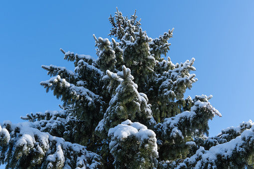 Spruce branches Picea omorika Picea omorika or Serbian spruce under white fluffy snow against blue sky. Selective focus. Winter fairy tale in evergreen landscaped garden. Nature concept for design.