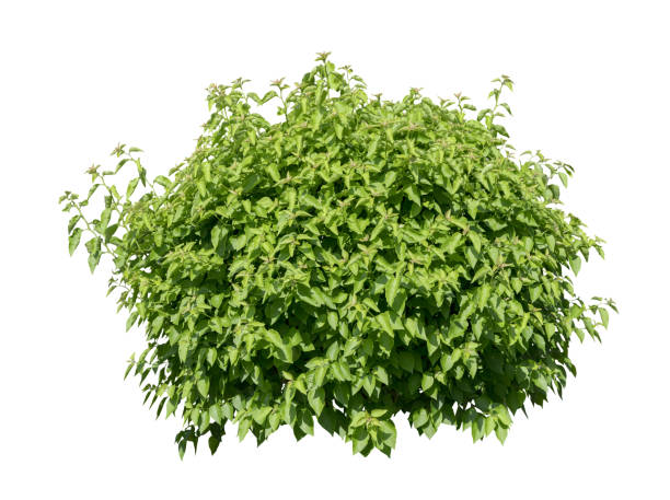 istock Tropical plant fence bush tree isolated on white background with clipping path. 1776026864