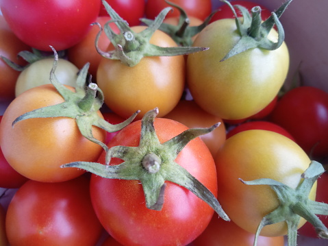 freshly harvested tomatoes