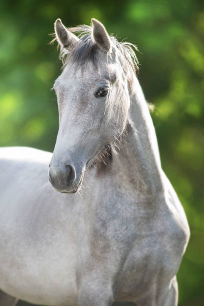 istock White horse portrait 1776036171