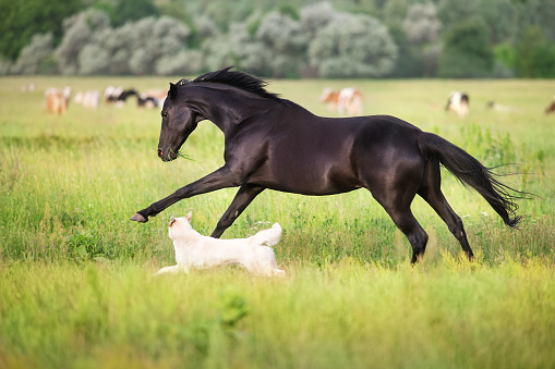 Black horse free run gallop with dog in medow