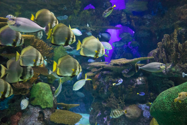 istock View of the underwater world 1776040086