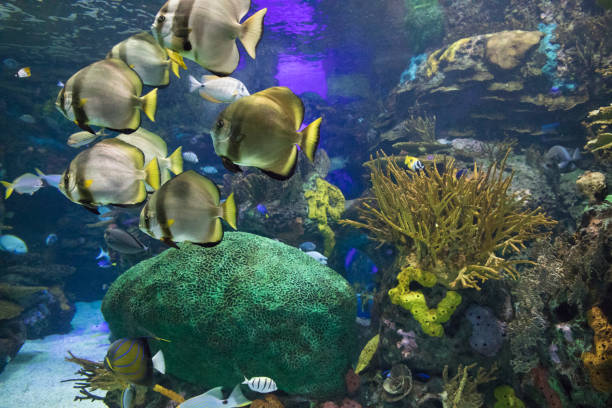 istock View of the underwater world 1776040646