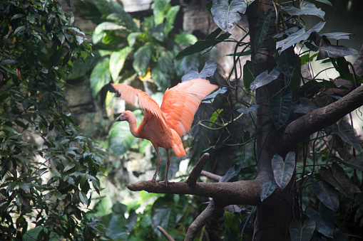 The Scarlet Ibis in the Montreal Biodome