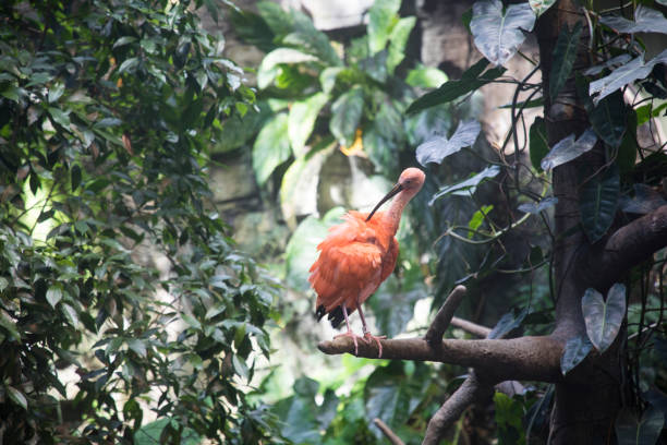 The Scarlet Ibis in the Montreal Biodome