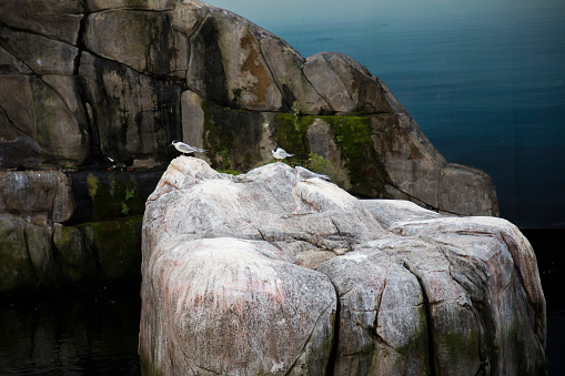 Beautiful view of a seagull at the stones