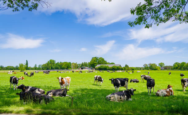 istock frisian cows in a meadow 1776055325