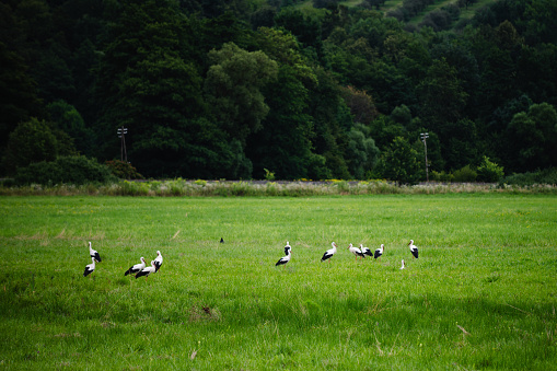 White storks in the field