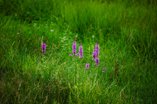 Slovak meadow