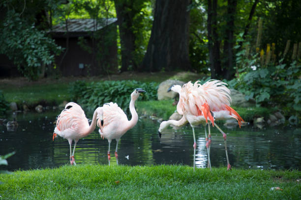 istock View of flamingo 1776063114