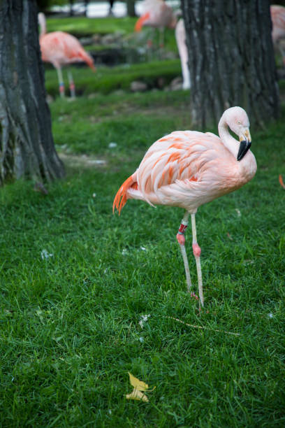 istock View of flamingo 1776064147