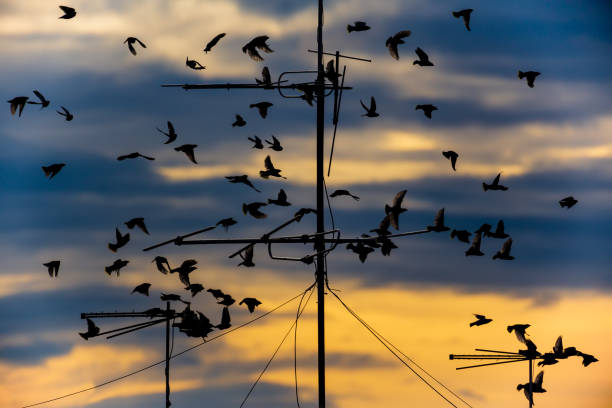 stado ptaków na antenach na tle zachodzącego słońca. - large group of animals audio zdjęcia i obrazy z banku zdjęć