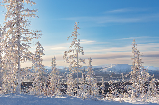 Winter evening landscape with trees covered with hoarfrost against the background of the hills in South Yakutia, Russia