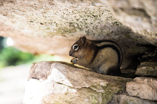 Eastern chipmunk on rock with curved tail, seeming to enjoy the company of the photographer. The chipmunk is one of the most curious animals, fascinated by human doings. Twenty-four of the world's 25 chipmunk species live in North America, but only this species is found in the east. Taken wide open in the dark woods of Connecticut's northwest hills, with the narrow focus on the big eyes.