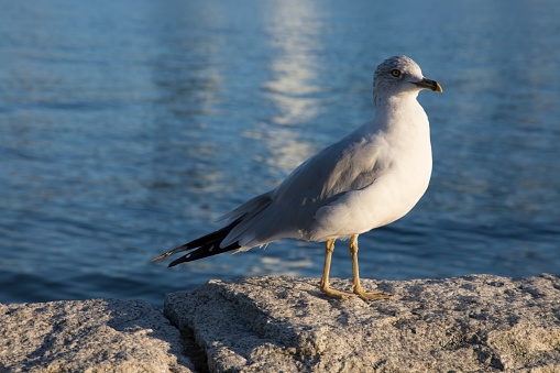 Beautiful view of a seagull