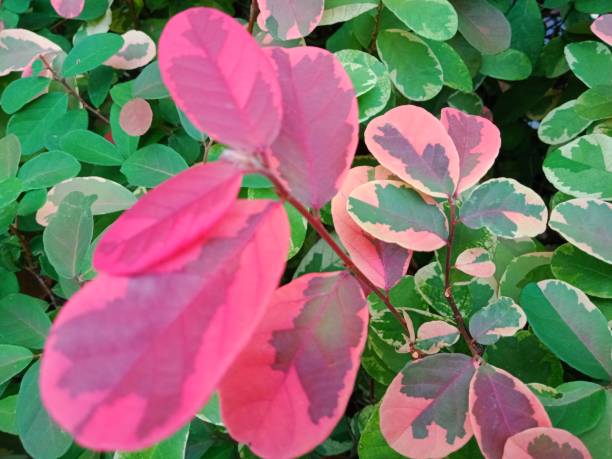 istock Close up beautiful multi colour leaves plant 1776099636