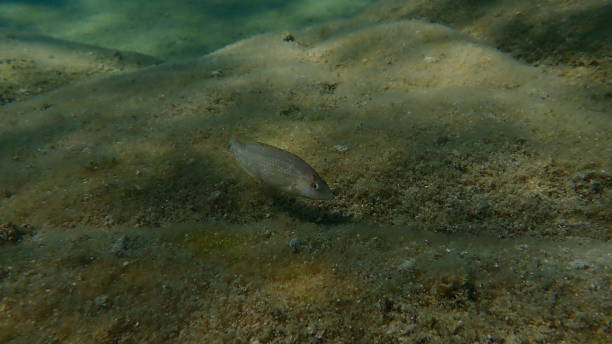 istock Grey wrasse (Symphodus cinereus) undersea, Aegean Sea 1776106142