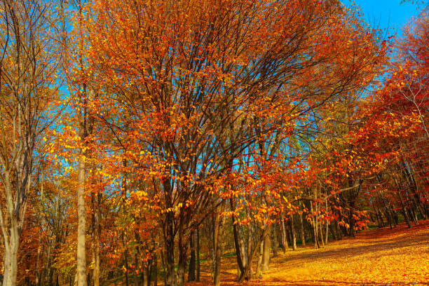 Autumn Foliage in a Serene Forest . Golden Hour in Autumn Woods