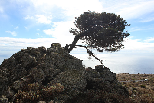 View of a lonely juniper tree in El Hierro.