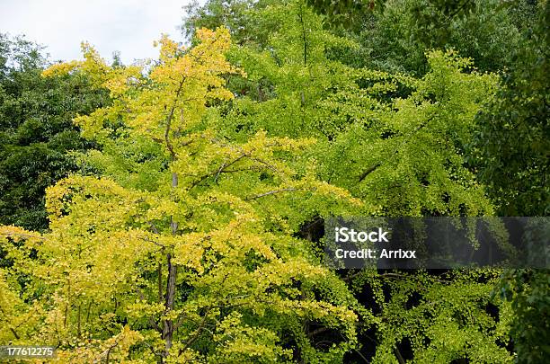 Ginko Biloba - Fotografie stock e altre immagini di Albero - Albero, Ambientazione esterna, Autunno