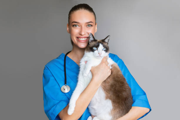 istock Veterinarian Woman Holding Cute Cat Posing Over Gray Studio Background 1776134161