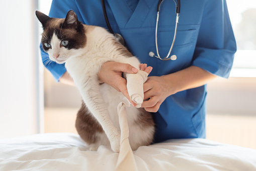 Veterinary Surgeon Woman Applying Medical Bandage On A Cat's Leg, Treating Pet After Paw Injury In Modern Clinic Indoor. Domestic Animal's Healthcare And First Aid Concept. Cropped Shot