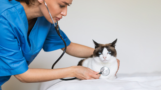 Enfermera Poniendo Estetoscopio A Gato Dometic Durante El Examen De Salud Interior photo