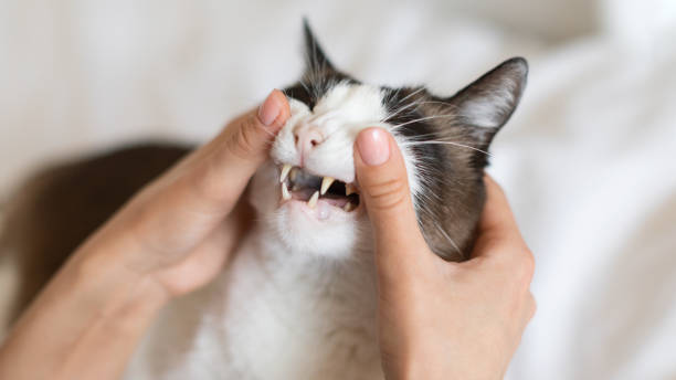 istock Closeup Of Cat While Pet Owner Examining It's Teeth Indoor 1776134782